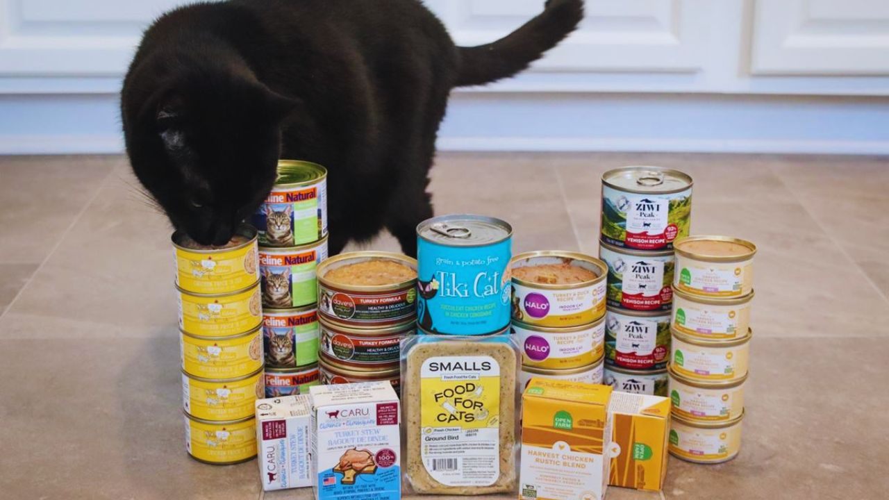 Aprende cómo conseguir comida para gatos gratis: Guía en línea