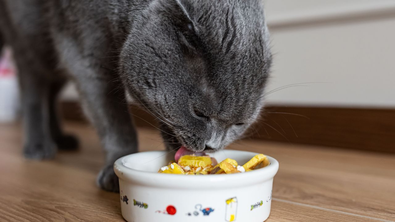 Aprende cómo conseguir comida para gatos gratis: Guía en línea