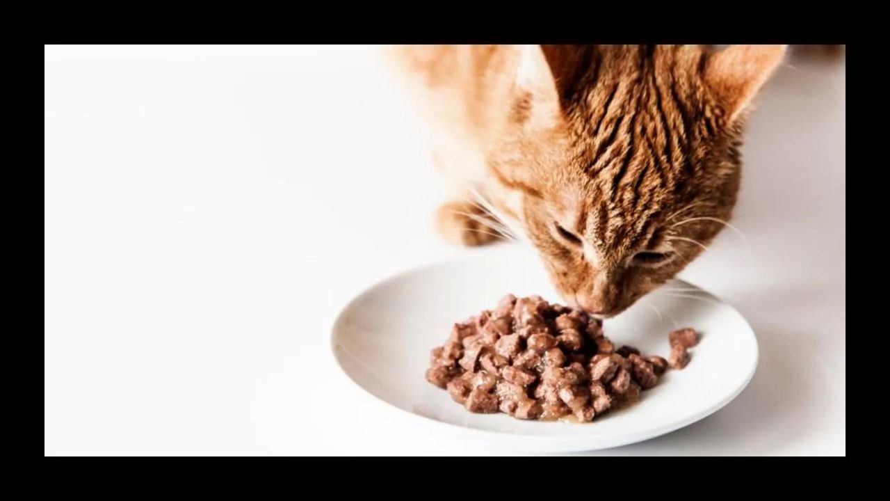 Aprende cómo conseguir comida para gatos gratis: Guía en línea