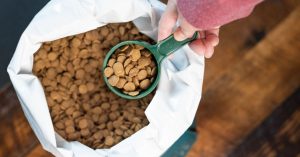 Aprende cómo conseguir comida para gatos gratis: Guía en línea